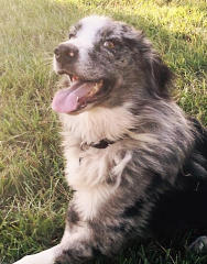 TOBIAH (m) Border Collie Mix