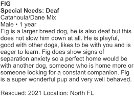 FIG Special Needs: Deaf Catahoula/Dane MixMale • 1 year Fig is a larger breed dog, he is also deaf but this does not slow him down at all. He is playful, good with other dogs, likes to be with you and is eager to learn. Fig does show signs of separation anxiety so a perfect home would be with another dog, someone who is home more or someone looking for a constant companion. Fig is a super wonderful pup and very well behaved. Rescued: 2021 Location: North FL